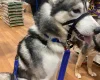 Siberian Husky