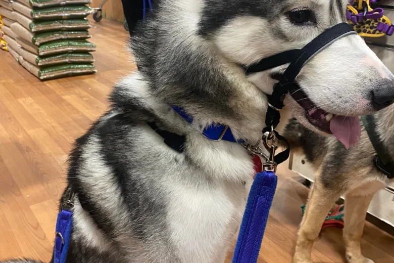 Siberian Husky
