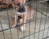 Staffordshire Bull Terrier - Dogs
