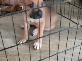Staffordshire Bull Terrier - Dogs