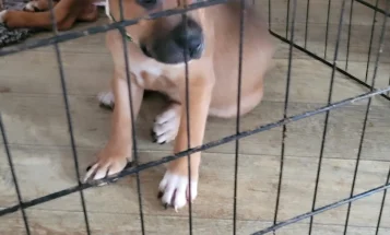 Staffordshire Bull Terrier - Dogs