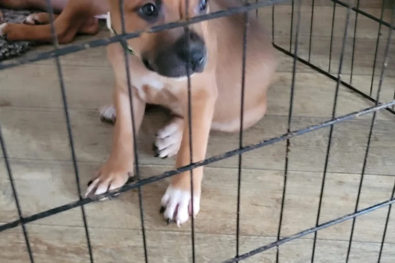 Staffordshire Bull Terrier - Dogs