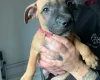 Staffordshire Bull Terrier - Dogs