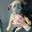 Staffordshire Bull Terrier - Dogs