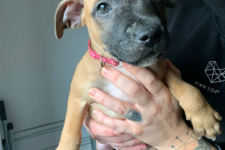 Staffordshire Bull Terrier - Dogs