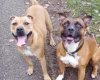 Staffordshire Bull Terrier - Dogs