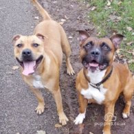 Staffordshire Bull Terrier - Dogs