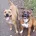 Staffordshire Bull Terrier - Dogs