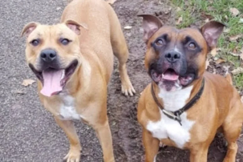 Staffordshire Bull Terrier - Dogs