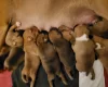Staffordshire Bull Terrier - Dogs