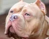 American Bulldog