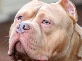 American Bulldog