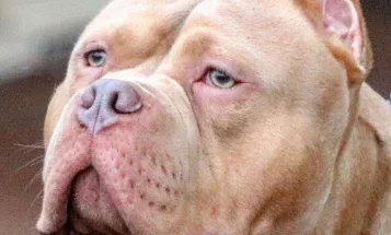 American Bulldog