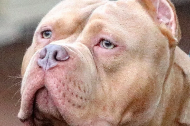 American Bulldog
