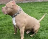 American Bulldog