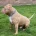 American Bulldog