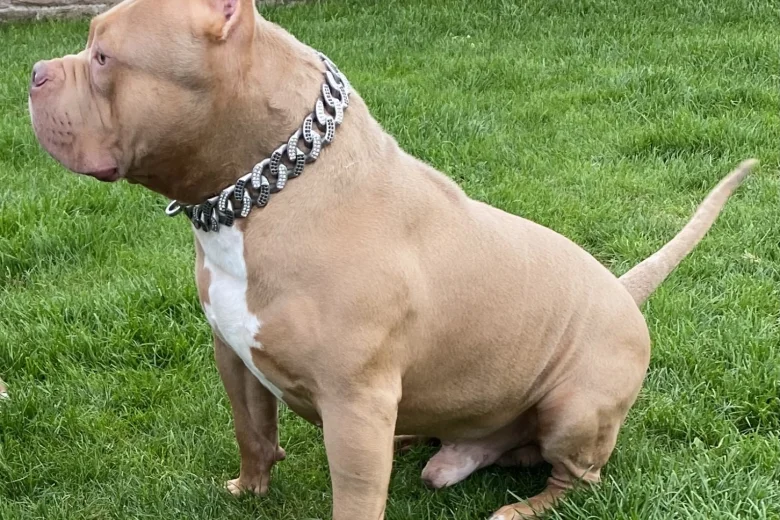American Bulldog