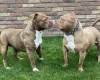 American Bulldog