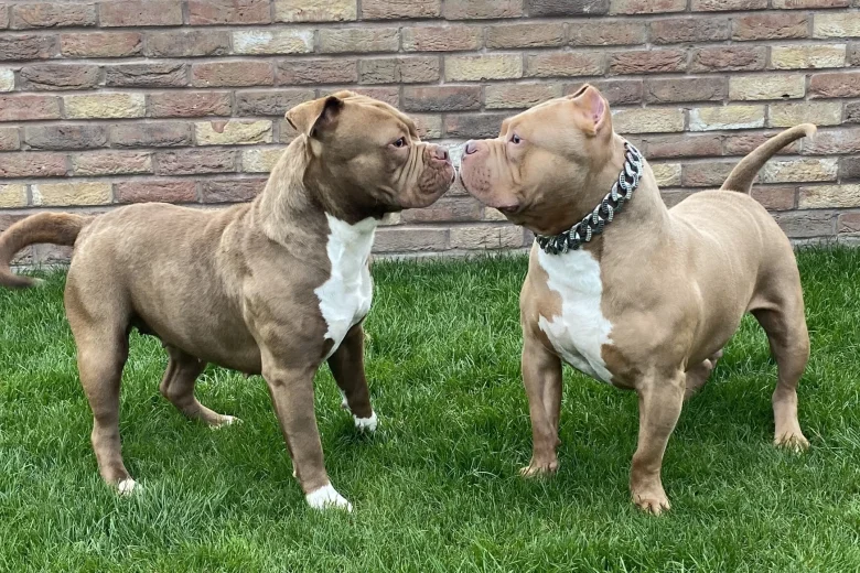 American Bulldog