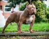 American Bulldog