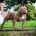 American Bulldog