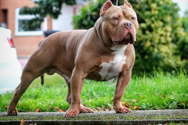 American Bulldog