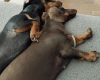 Dachshund (Smooth Haired)