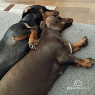 Dachshund (Standard & Miniature)