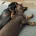 Dachshund (Smooth Haired)