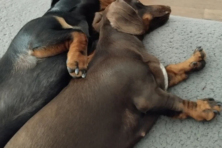 Dachshund (Smooth Haired)
