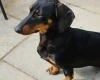 Dachshund (Smooth Haired)