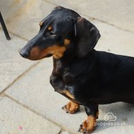 Dachshund (Standard & Miniature)