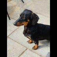 Dachshund (Standard &amp; Miniature)