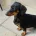 Dachshund (Smooth Haired)