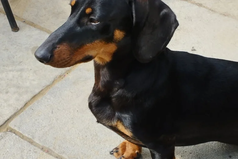 Dachshund (Smooth Haired)