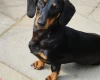 Dachshund (Smooth Haired)