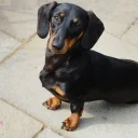 Dachshund (Smooth Haired)