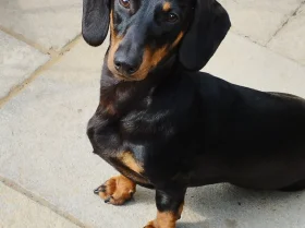 Dachshund (Smooth Haired)