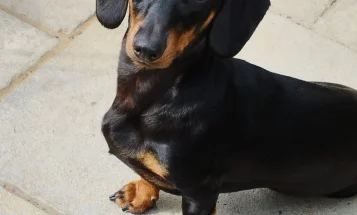 Dachshund (Smooth Haired)