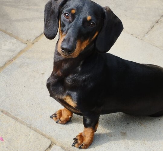 Dachshund (Standard &amp; Miniature)