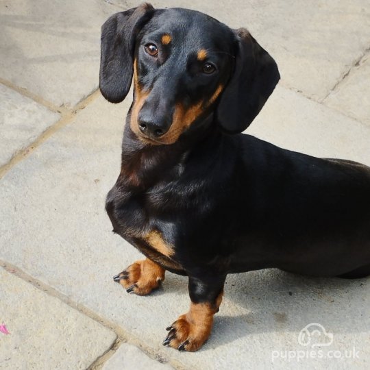 Dachshund (Standard & Miniature)