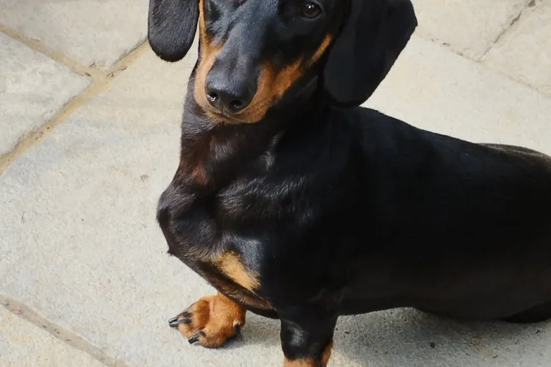 Dachshund (Smooth Haired)