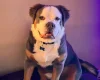 English Bulldog