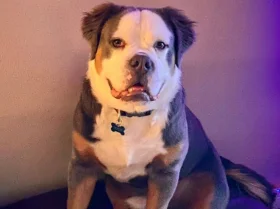 English Bulldog
