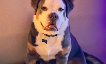 English Bulldog