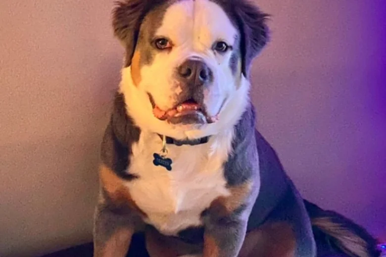 English Bulldog