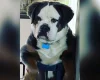 English Bulldog