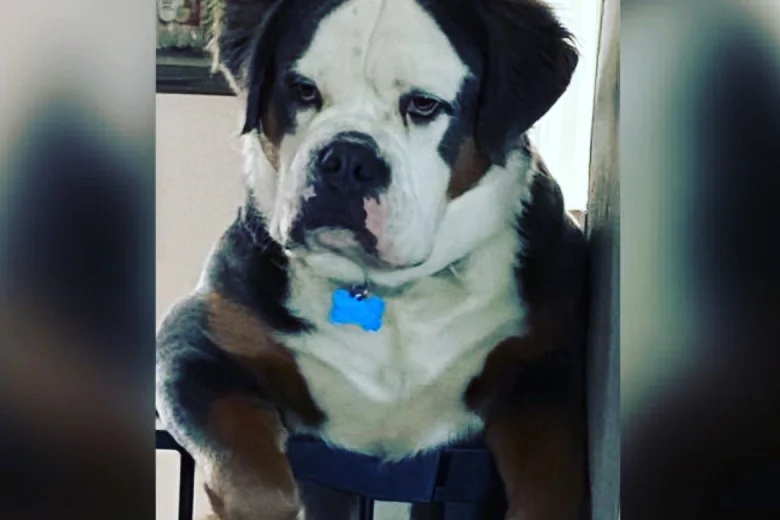 English Bulldog