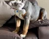 English Bulldog