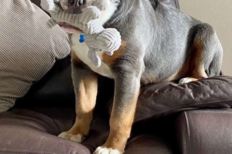 English Bulldog